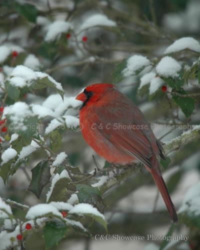 Cardinal in Snow