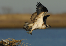 Osprey in Flight