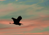 Egret Silhouette