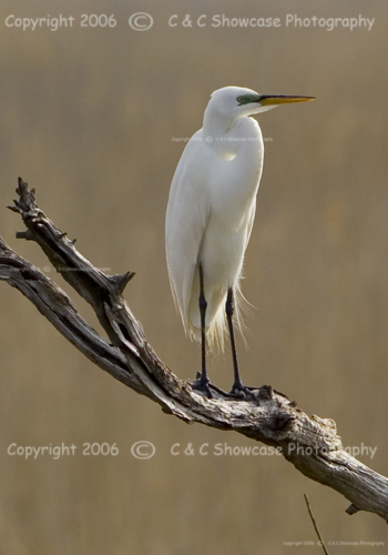 Egret on Tree