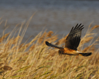 NortherHarrier Hawk