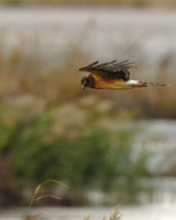 NorthernHarrier Hawk-1