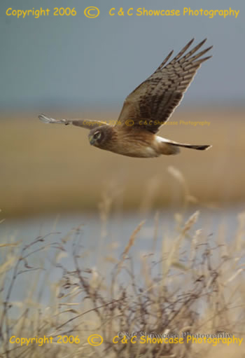 Harrier Hawk