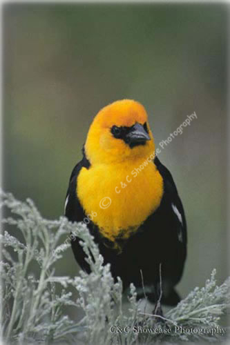 Yellowheaded Blackbird