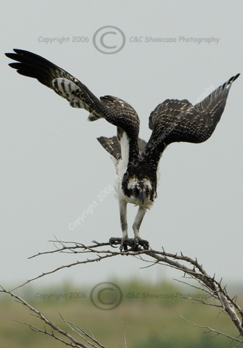 Osprey Ready for Flight