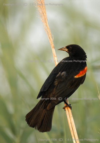 RedWinged Black Bird