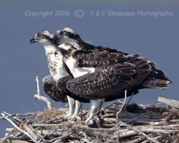 Three Osprey Looking