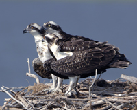 Three Ospprey