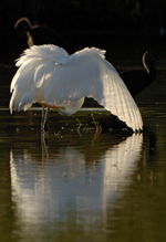 Great Egret Preening