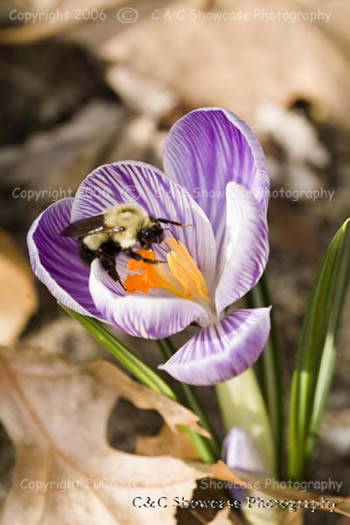 Crocus & Bee