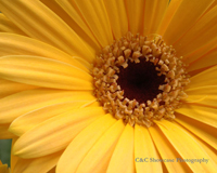 Yellow Gerbera