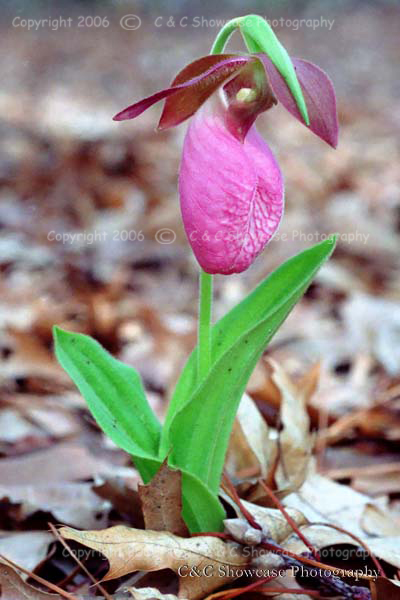 Pink Lady Slipper