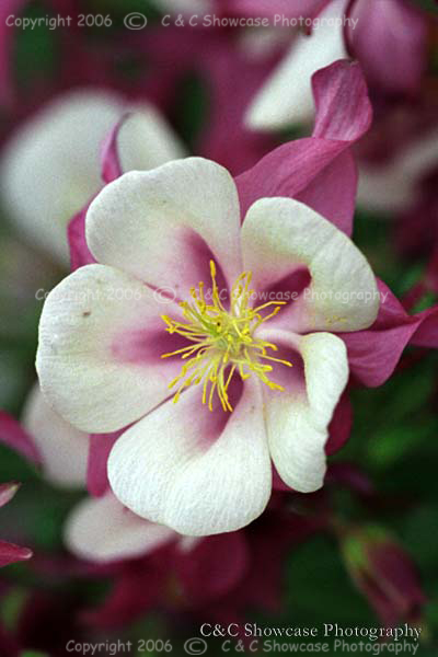 White & Purple Columbine