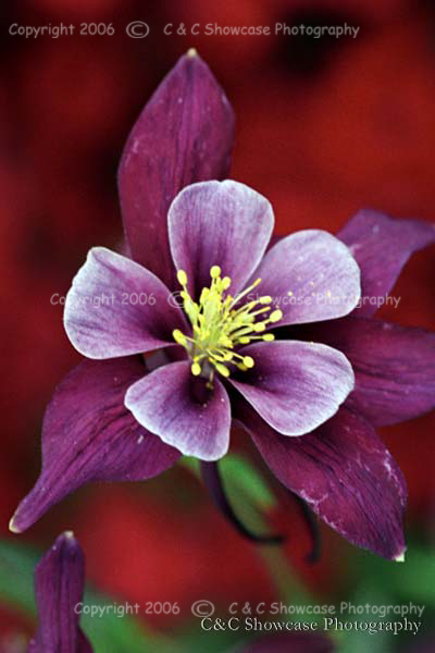 Purple Columbine