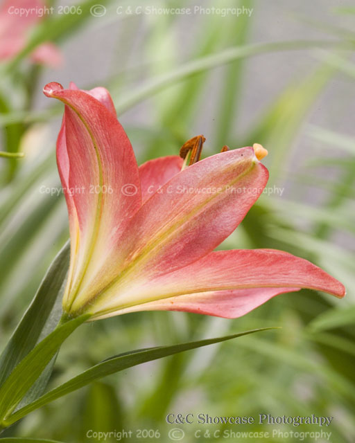 Day Lily