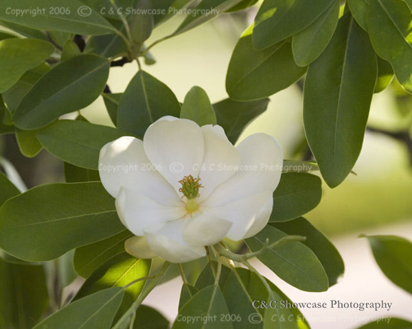 Magnolia-2