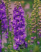 Blue Lupine