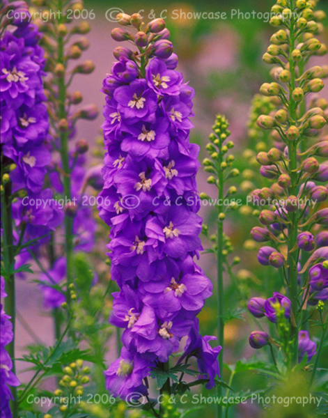 Blue Lupine