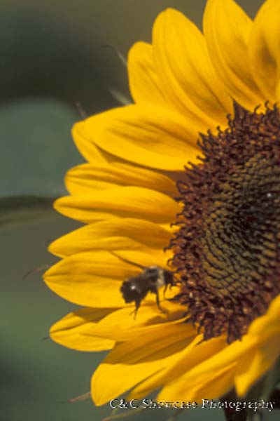 Sunflower & Bee