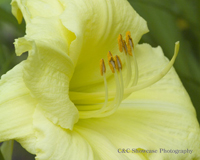 Lt Yellow Day Lily