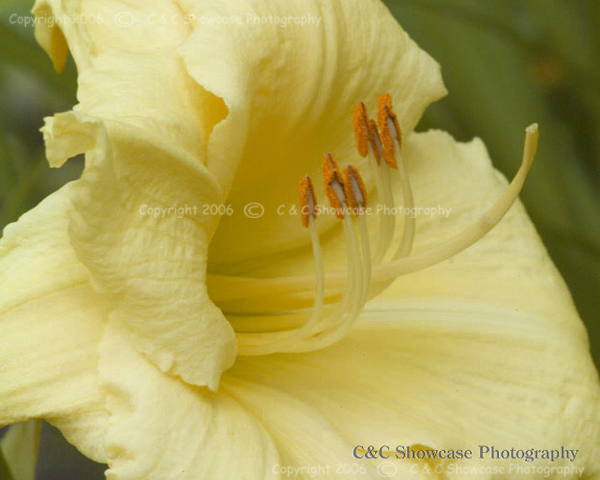 Yellow Day Lily