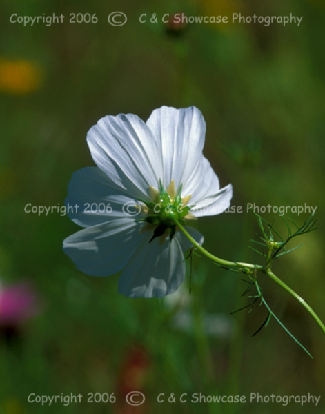 Back of Coreopsis