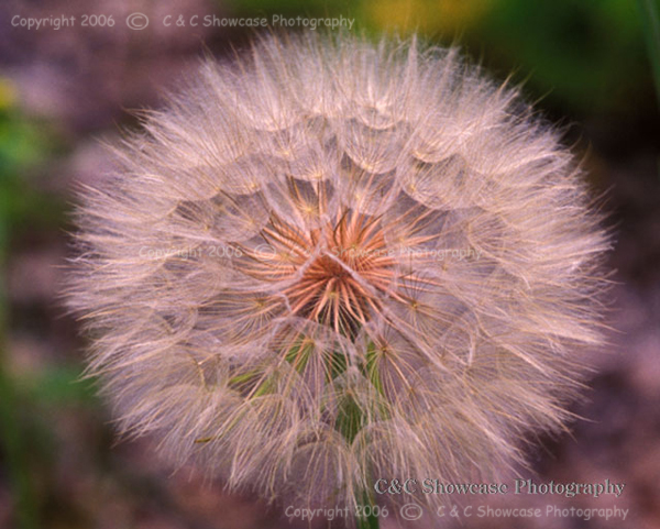 Goat's Beard