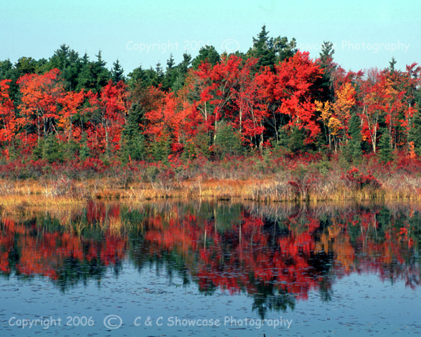 Autumn in the Pinelands