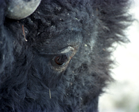 Bison Eye