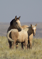 Wild Mare-Foal