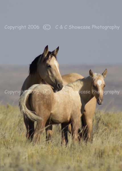 Wild Mare & Foal