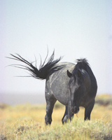 Wild Grey Stallion