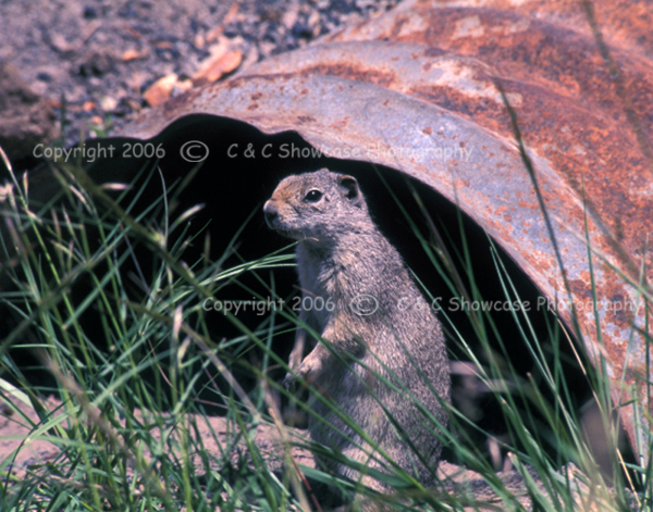 Marmot