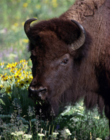Bison with Flowers