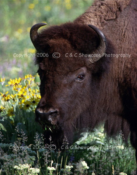 Bison 