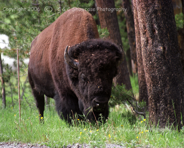 Bison