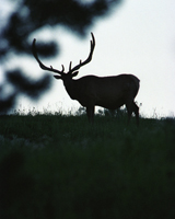 Elk Silhouette