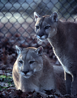 Mountain Lions